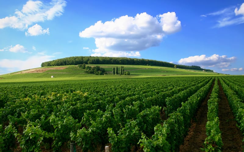 Vineyard rows in Côte de Nuits near Gevrey-Chambertin visited during half-day wine tour from Dijon