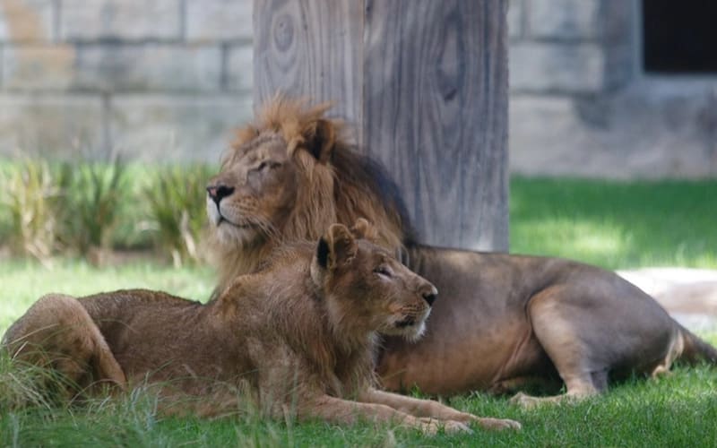 Emirates Park Zoo Tickets - main image