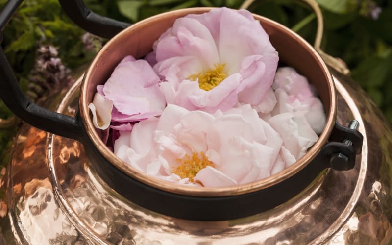 Pale pink rose blossoms gathered in a copper pot for perfume making in Grasse, France.
