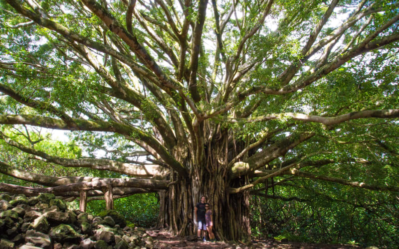Ultimate Hana Full Day Adventure Maui Tour from Kahului - main image