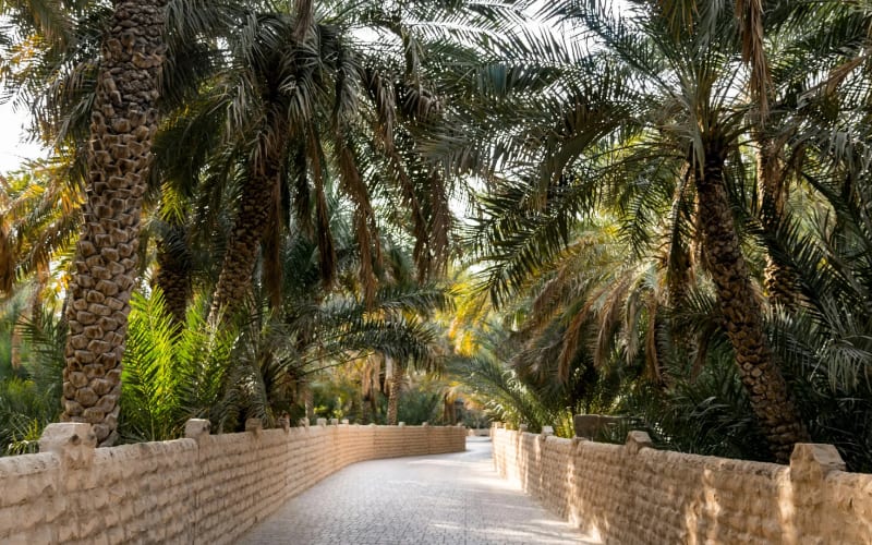 Al Ain City Tour - main image