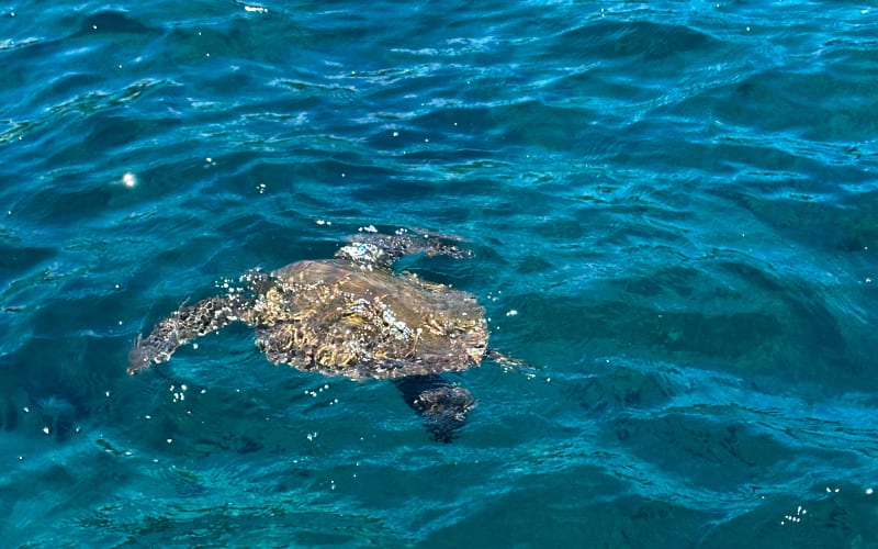Private Afternoon Snorkel Charter - main image
