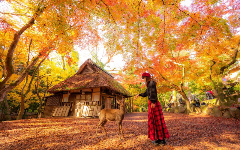 Kyoto & Nara Tour from Kyoto – Small Group - main image