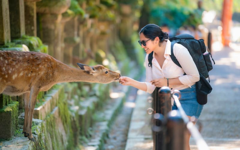 Nara Half-Day Small Group Tour from Kyoto  - main image
