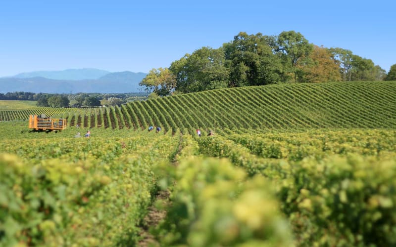 Sete Cruise Excursion to Languedoc Wine Tour (private) - main image