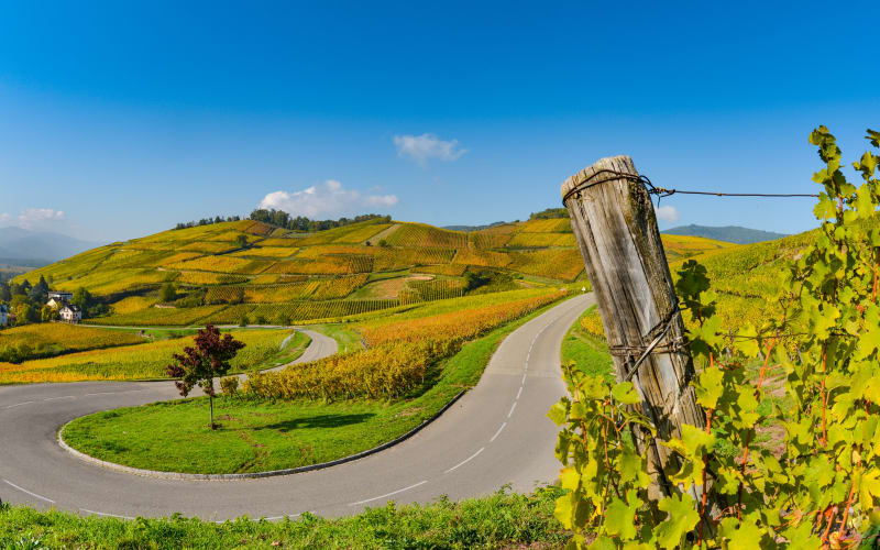 Vineyard landscape near Colmar along the Alsace Wine Route