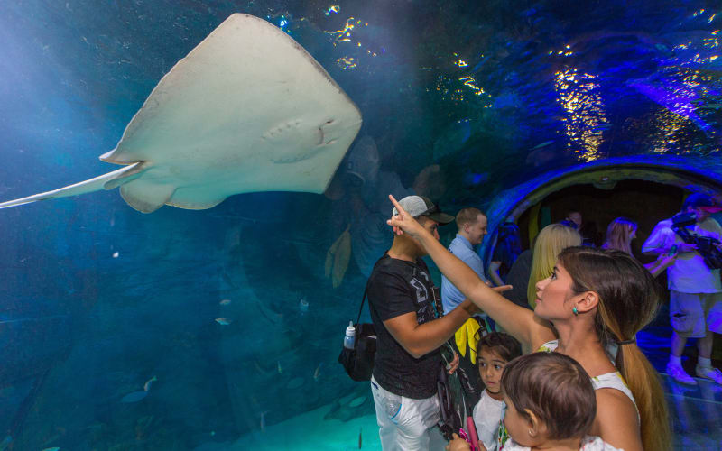 The Orlando ICON & SEALIFE Orlando Aquarium Combo Ticket - main image
