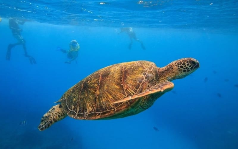 Turtle Canyon Snorkeling Tour Honolulu - main image