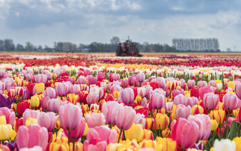 Tulip Experience Amsterdam - main image