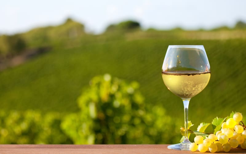 White Burgundy wine tasting in Côte de Beaune region