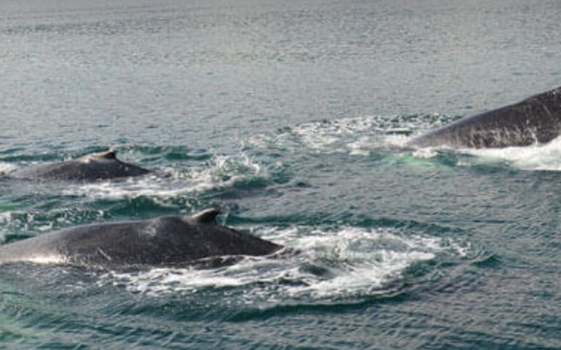 Promenade dans la ville de Reykjavik et baleines - main image