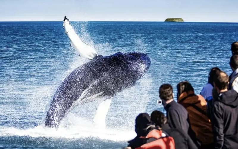 Private Nature Lovers Tour from Akureyri - main image