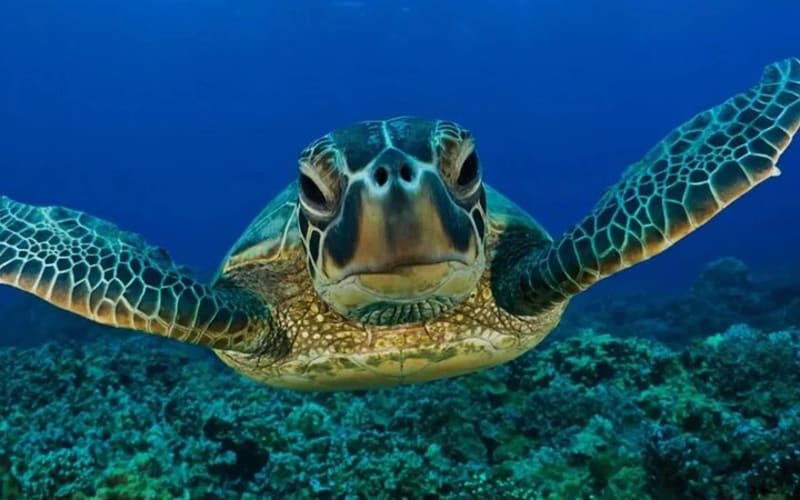 Tulum ATV, Cenote & Turtle Snorkeling Tour - main image