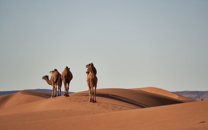 6-day Morocco tour from Fes - main image