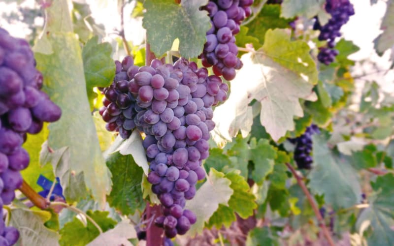 The Vine-Harvest Day Trip in Chania - main image