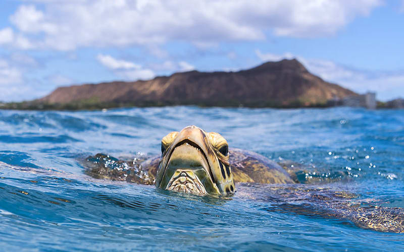  Waikiki Turtle Snorkel Sail - main image