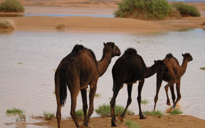 7 Days Morocco tour from Casablanca - main image