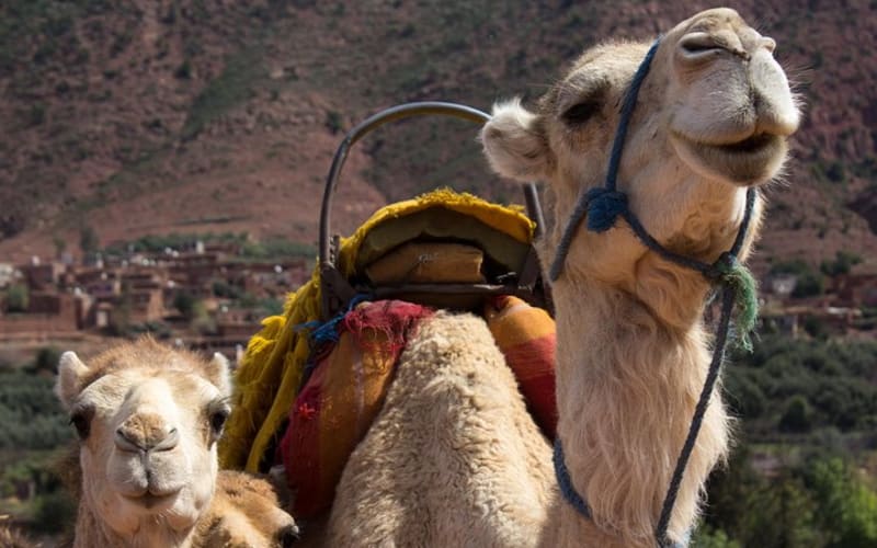 Private Camel Ride in High Atlas Mountains from Marrakech - main image