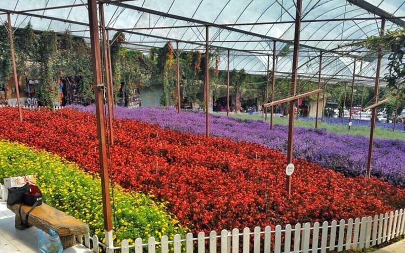 Cameron Highland Full Day Tour (Private Tour)  - main image