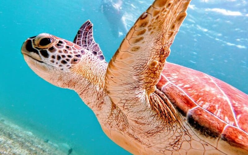 Culebra Island Kayak and Snorkel with Turtles Adventure - main image