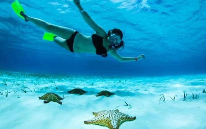 Roatan North Side Mangroves, Starfish, Shipwreck Snorkeling & Transportation - main image