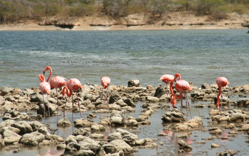 Flamingo & Mangrove Trip with Local Guide - main image