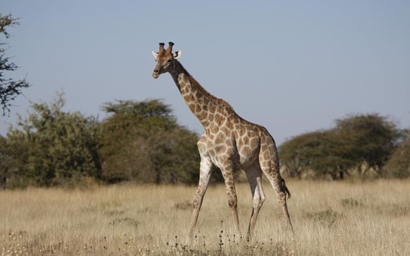 1 Day Okapuka Game Ranch Tour - main image