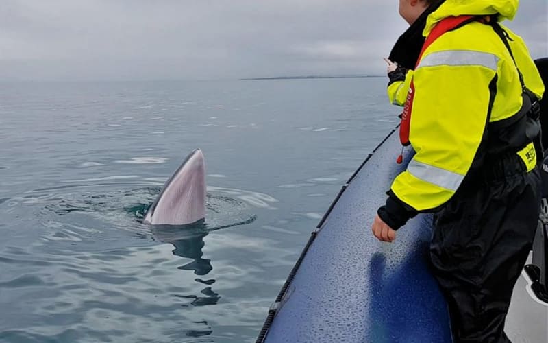 2-Hour RIB Boat Whale Watching Tour from Reykjavik - main image