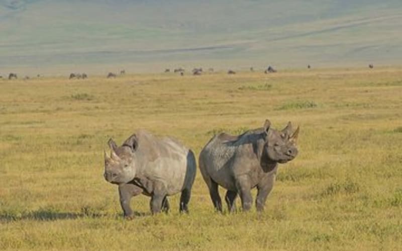Private Safari for Couples | 5 Day - main image