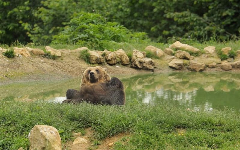 Private day trip to Zarnesti Bear Sanctuary and Bran Castle - main image