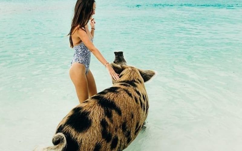 Intimate Pig Beach Excursion to Exuma Swimming Pigs - 7 Stop - main image