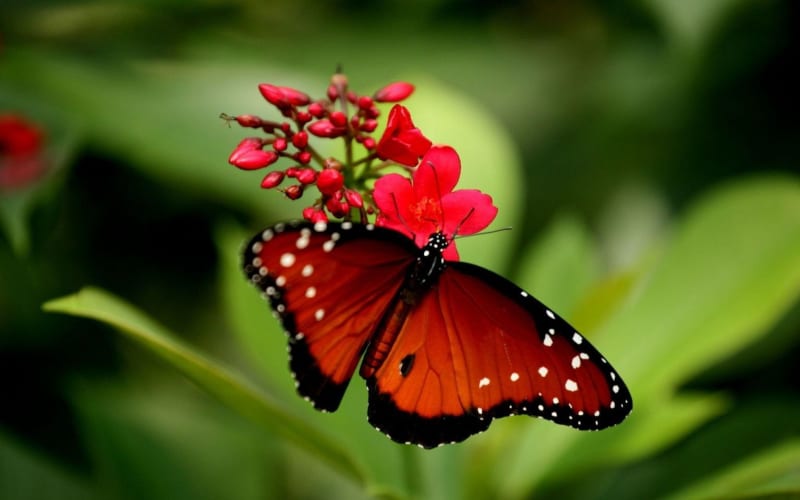 Butterfly Sanctuary Private Guided Tour Experience - main image