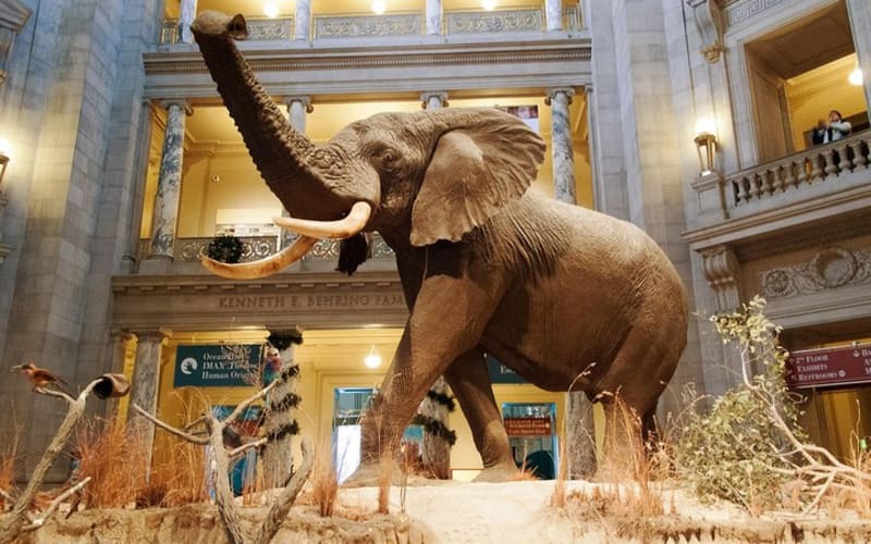 Smithsonian Museum of Natural History - Private Guided Museum Tour  - main image