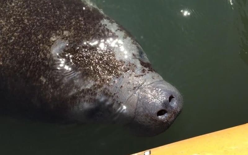 Manatee and Dolphin Kayaking Encounter - main image
