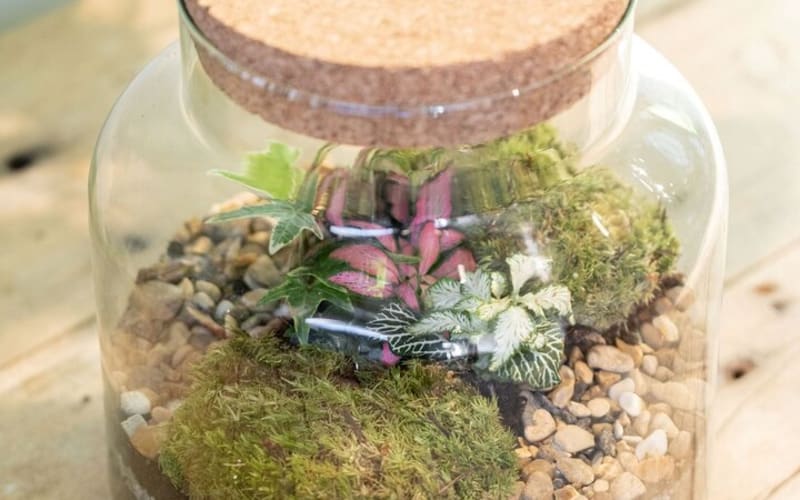 Terrarium Masterclass Experience in London - main image