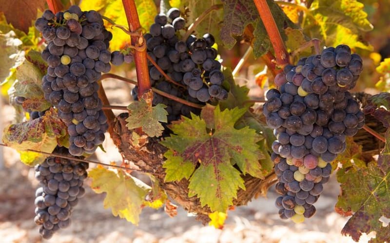 Half-Day North Georgia Wine Country Tour From Atlanta - main image
