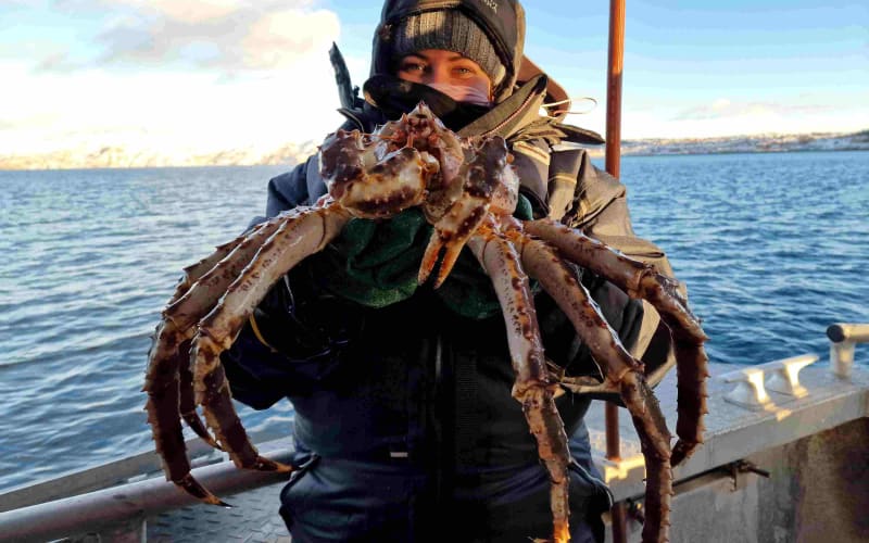 From Alta: King Crab Excursion without King Crab Meal - main image