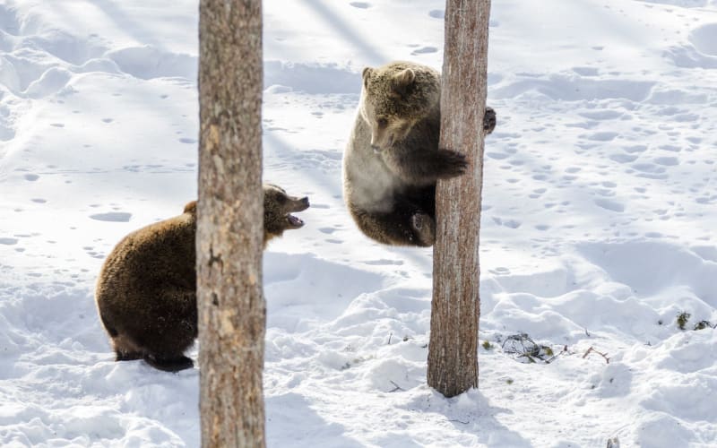 From Rovaniemi: Day Tour to Ranua Wildlife Park & Visit with Arctic Animals - main image