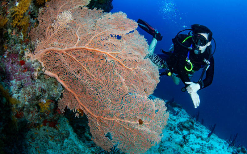 PADI Open Water Diver (E-learning) - main image