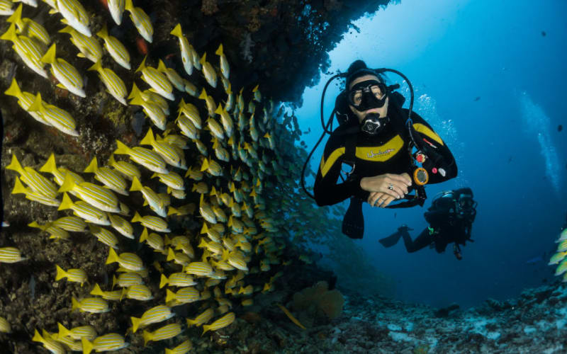 Single dive - main image