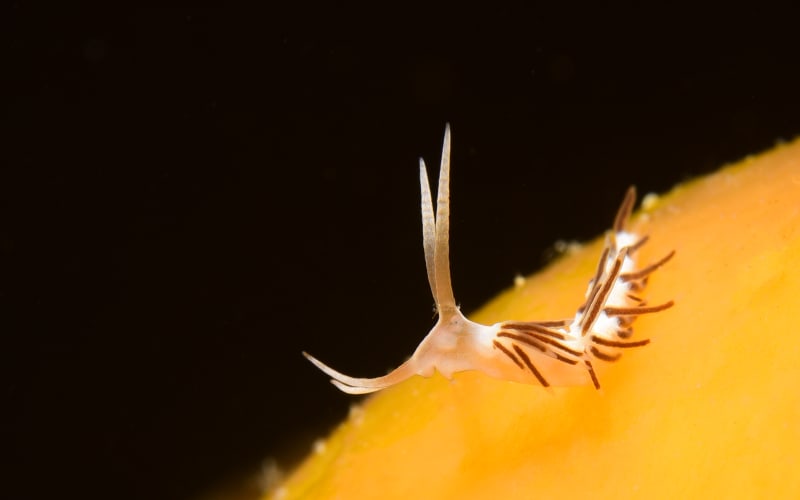 3 days / 6 boat dives - main image