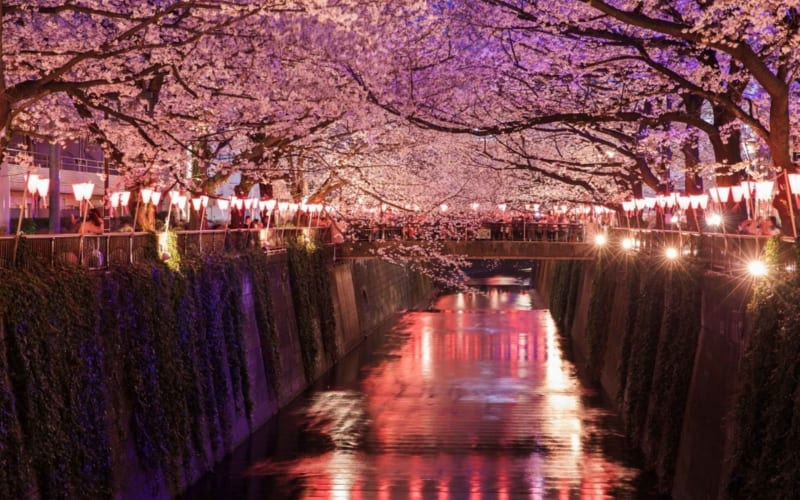 Evening Hanami (Cherry Blossom) Experience with a Local - main image
