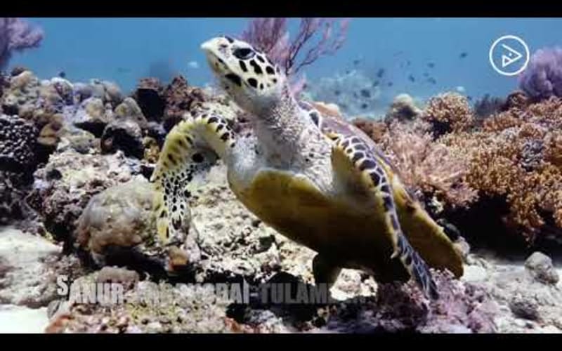 PADI Open Water Diver Sanur+Padangbai or Tulamben - main image