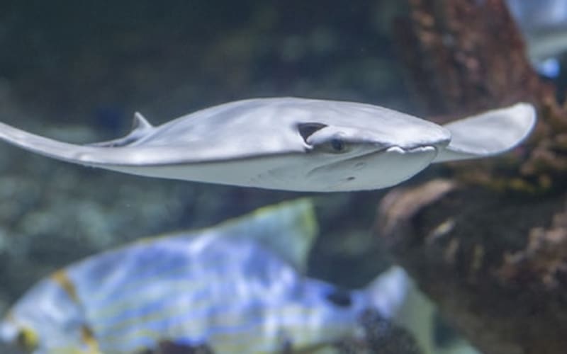 Seaquarium Le Grau-du-Roi: Entry Ticket - main image