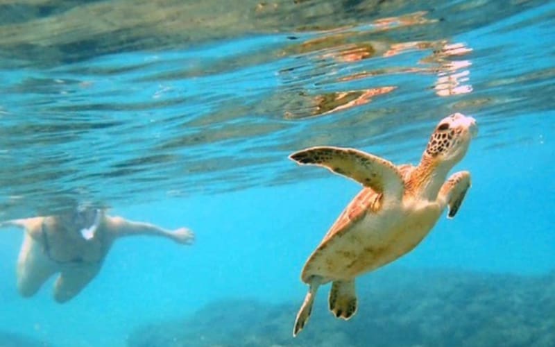 Half-Day Snorkelling Tour in Tres Palmas Reserve - main image