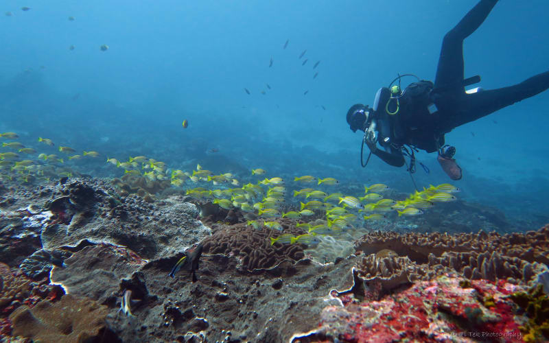 Fun Dive - main image
