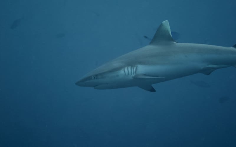 2 Tanks Dive Package - main image