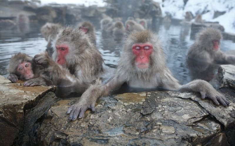 Snow Monkey Park and Miso Production Tour Bullet Train from Tokyo - main image