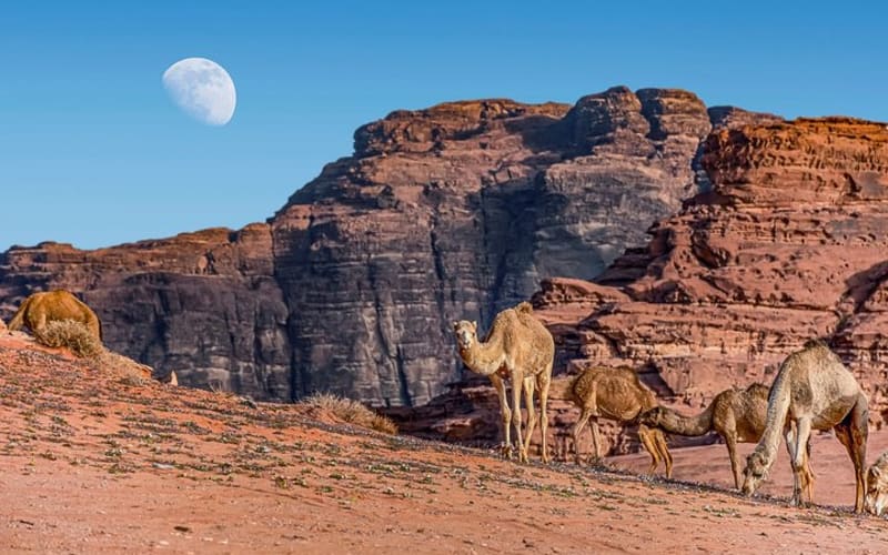 Jordan Pass 3 Nights Golden Triangle Tour from Amman Hotel - main image