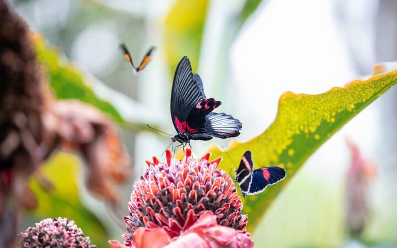 Houston Museum of Natural Science and Cockrell Butterfly Center - main image